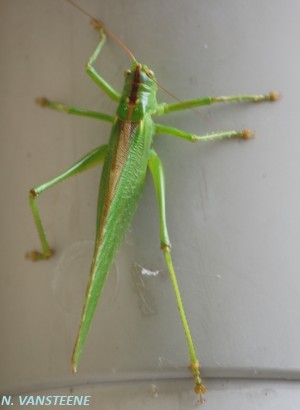 Tettigonia viridissima